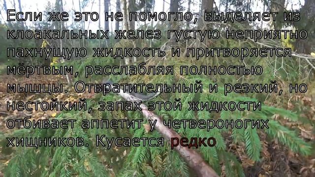 ЗМЕЯ УЖ ЗМЕЙ опасен , БЕЗОПАСЕН смотреть онлайн