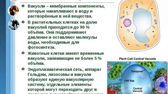Строение клетки. Помощь в подготовке ЕНТ. смотреть онлайн