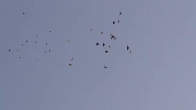 высоколётные голуби 63 смотреть онлайн