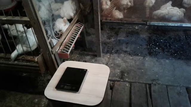 Куры Pro смотреть онлайн