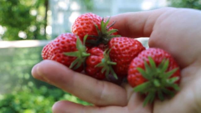 The Mara Des Bois Strawberries are READY! смотреть онлайн