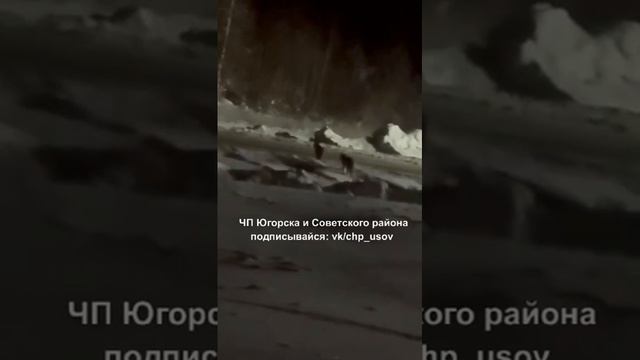 В поселке ХМАО жители не могут выйти из домов из-за нашествия рысей смотреть онлайн