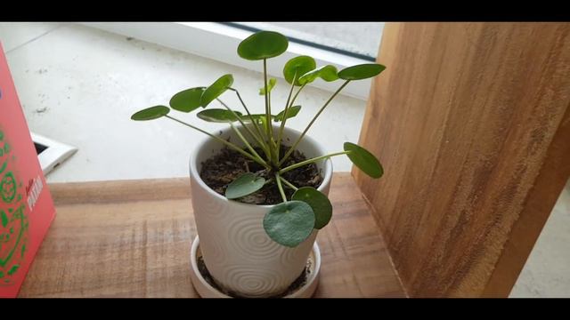 Plantas de Interior | Cuidados simples 💚 смотреть онлайн