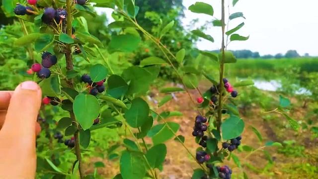 ИРГА. ПОЛЕЗНЫЕ СВОЙСТВА и особенности выращивания.