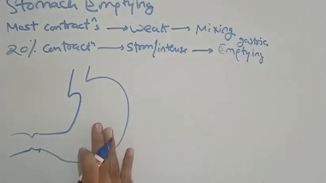 Bio GIT 19 : Stomach - motor functions 3 смотреть онлайн