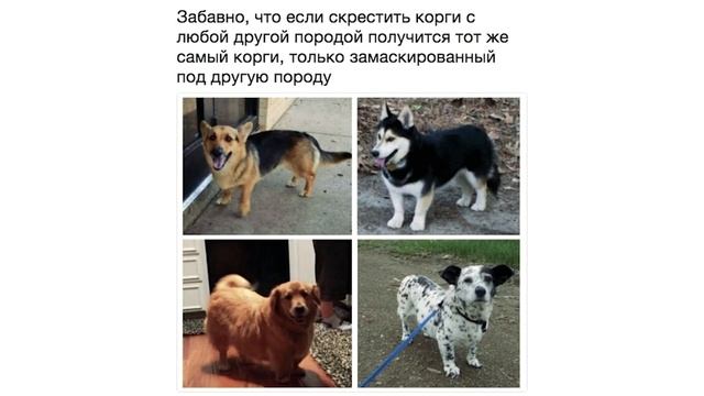 Приколы с собаками. Собачьи разборки | Мемозг #10 смотреть онлайн