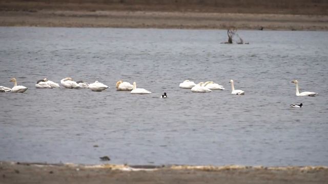 Малые лебеди смотреть онлайн