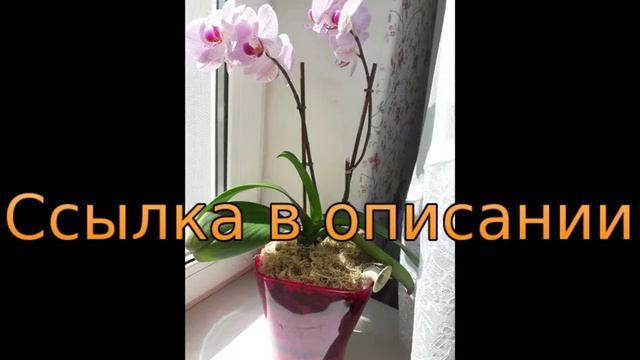 пересадка орхидей в закрытую систему
