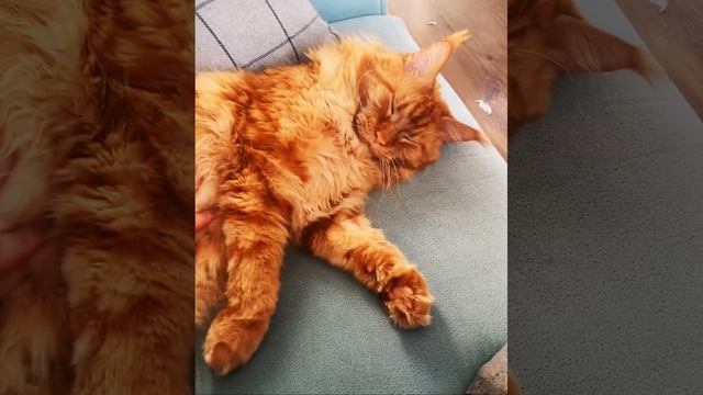 Раскрыта причина почему кот не спит ночью! Мейн-кун Бося. #мейнкуны #коты #рыжийкот смотреть онлайн