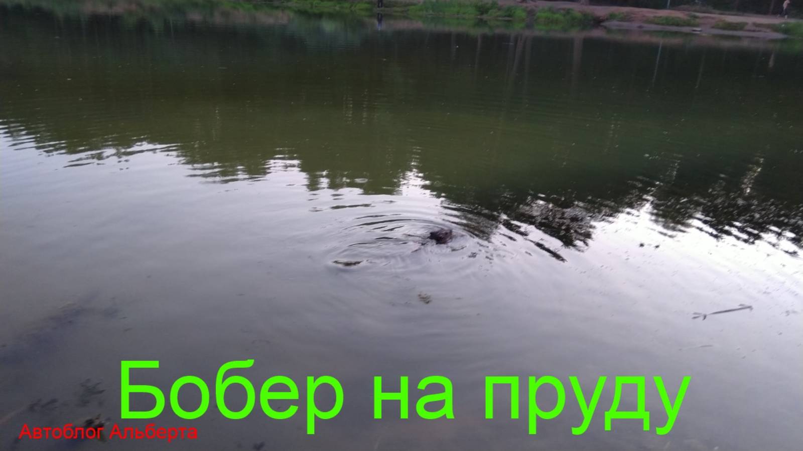 Большой бобер в городском пруду и его любимое лакомство смотреть онлайн