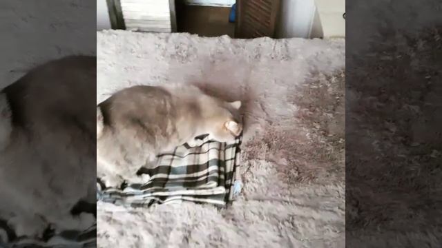 Трусливый Кот смотреть онлайн