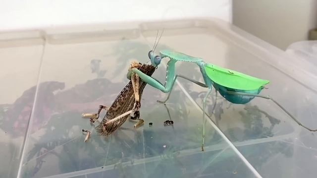 Praying Mantis eating a whole Locust ( TIMELAPSE )! смотреть онлайн