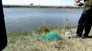 рыбалка на реке чулым (Новосибирская область), отличная рыбалка получилась, на закидушки