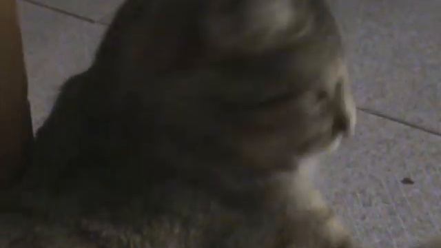 Prova Videocamera Sony DCR DVD 106 E, Gatto Simpatico