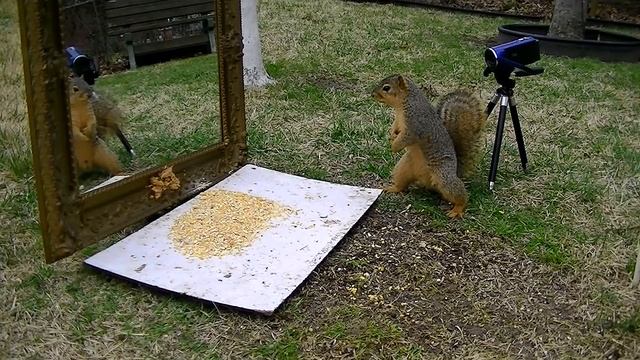 How Far Can A Squirrel Fly "Mirror Scares Squirrel, Jumps Like Mad" смотреть онлайн