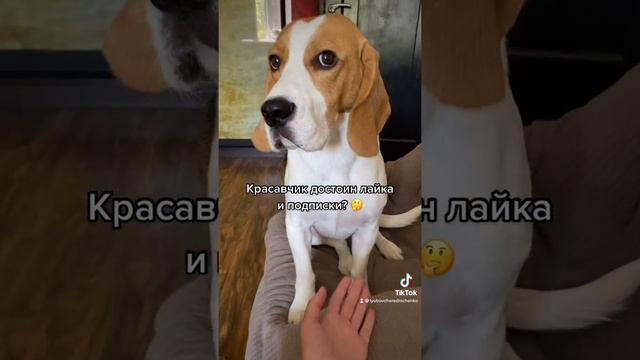 Почему нет подписок? смотреть онлайн