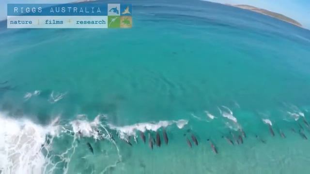 Новая подборка приколов ! Смотреть всем ! приколы видео! выпуск 15