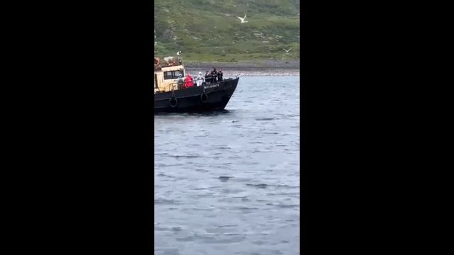 В Териберку вернулись киты смотреть онлайн