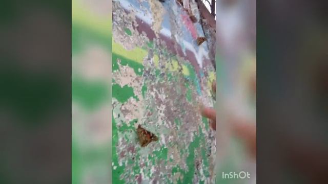 Бабочки на пляже. На море бабочек можно ловить руками. Бабочки тоже хотят купаться. смотреть онлайн