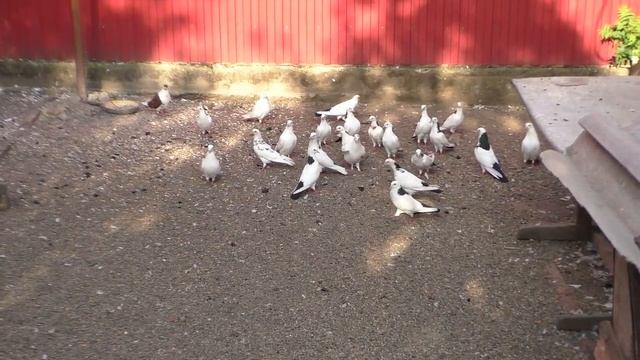 Армянские бойные ,высоколётные голуби Мартика Вартанян в Краснодаре !! смотреть онлайн