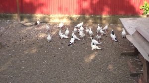 Армянские бойные ,высоколётные  голуби  Мартика   Вартанян  в Краснодаре !!