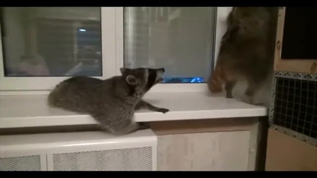 Прикол 2014 Вечеринка Енотов смотреть онлайн