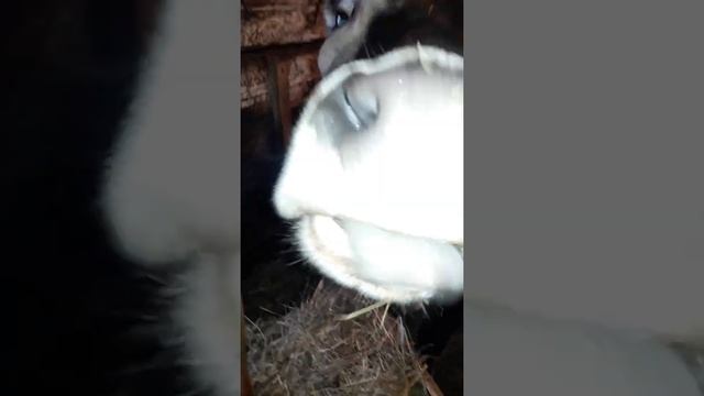 Корова #shorts #короткое_видео. смотреть онлайн