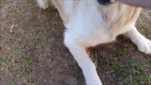 Джесси подавилась