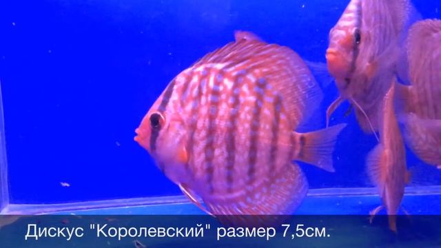 Дискус Королевский Discus Royal (Symphysodon Aequifasciata) продажа оптом