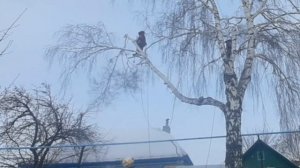 Редкий вид обрезки - обрезка вершины березы! Арбочок выполняет заказ оригинальной хозяйки..