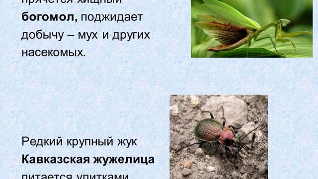 Природа Черноморского побережья Кавказа смотреть онлайн