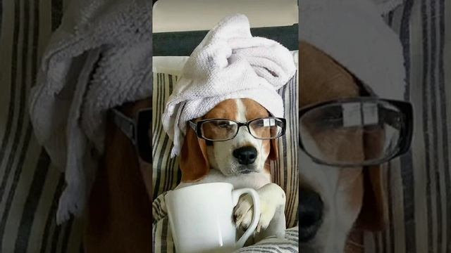 Синопсис. Собачки. Часть 2 смотреть онлайн