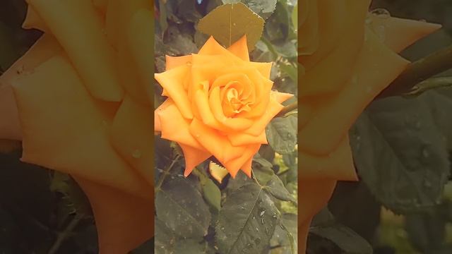 оранжевая роза