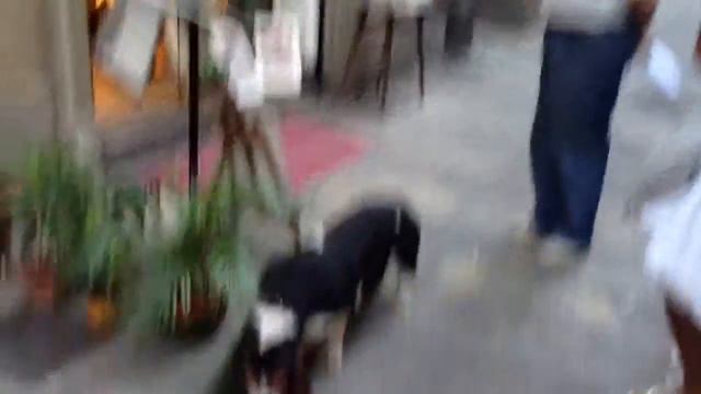 Бассетхаунд ест пальму смотреть онлайн