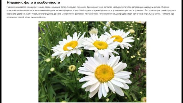 Как вырастить многолетние цветы самой для дачи?🏡🏕🪁💖 смотреть онлайн