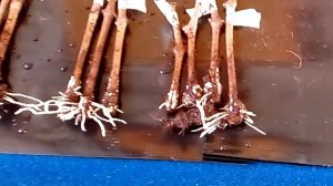 Проращивание черенков. Гетероауксин. Образование корней при передозе.