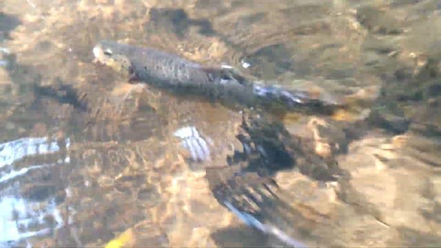 Нахлыст. В плену малых рек. Fly fishing. In captivity of small rivers. смотреть онлайн