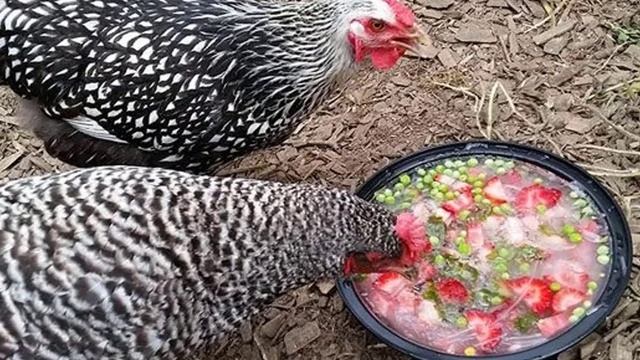 Можно ли кормить кур горохом смотреть онлайн