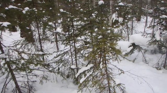 Ориентирование в зимней тайге. Первые оттепели. смотреть онлайн