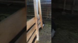 Коровник Стойла, полы и  вентиляция в коровнике