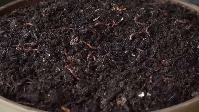 WormUp HOME – Funktionsweise смотреть онлайн