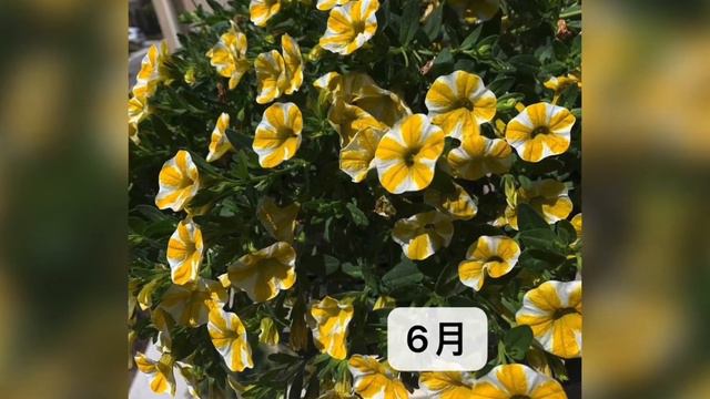 矮牵牛与百万小铃有区别吗