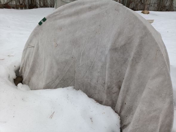 РОЗЫ. ВЕСНА В ПОДМОСКОВЬЕ смотреть онлайн