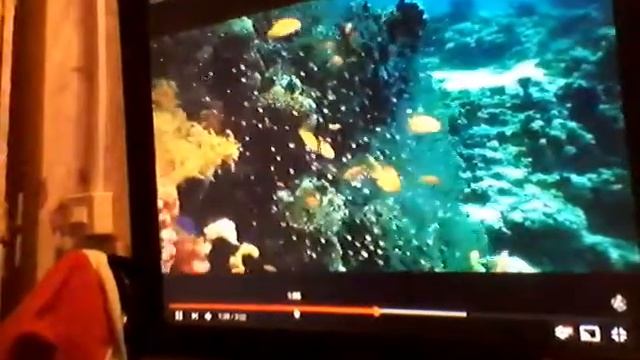 что манит птиц смотреть онлайн