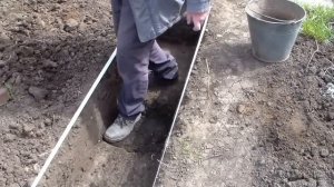Инжир посажен в траншее