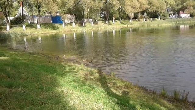 Утки учатся летать Быковский пруд 2017 смотреть онлайн