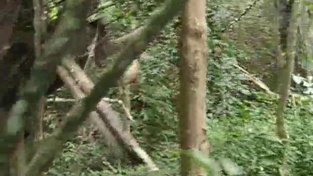 Тайланд. Пханг Нга. На плотах по желтой реке .wmv смотреть онлайн