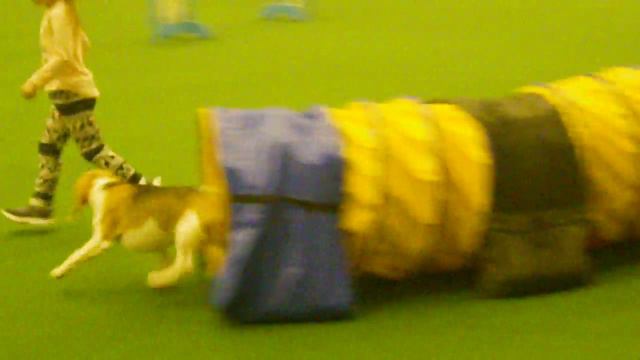 IMGP4540 девочка 6лет и бигль смотреть онлайн