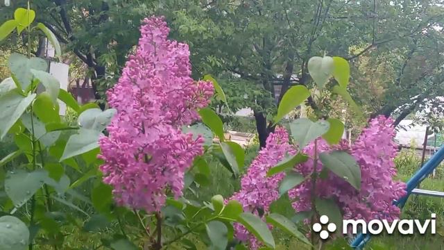 #красота после дождя. смотреть онлайн