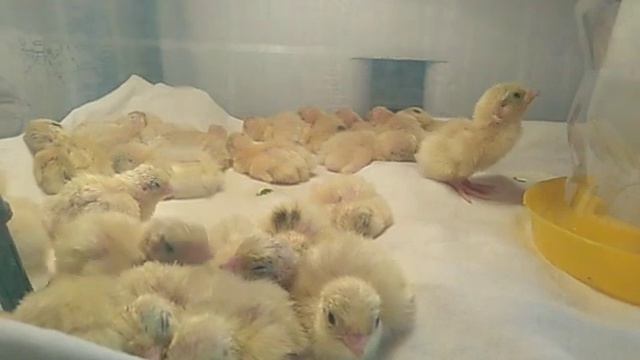 Итог эксперимента! 18 день инкубации перепелиных яиц без переворота) ??? смотреть онлайн